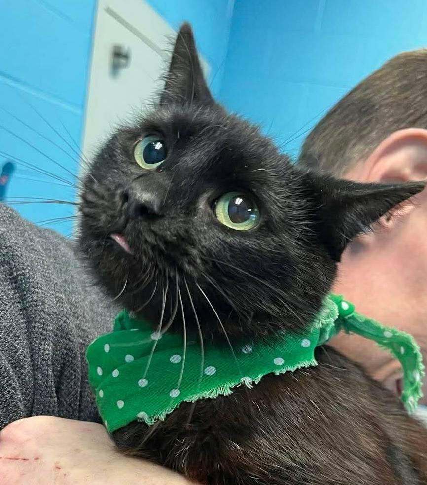 Starry, ADOPTABLE, Adult Female Domestic Short Hair.