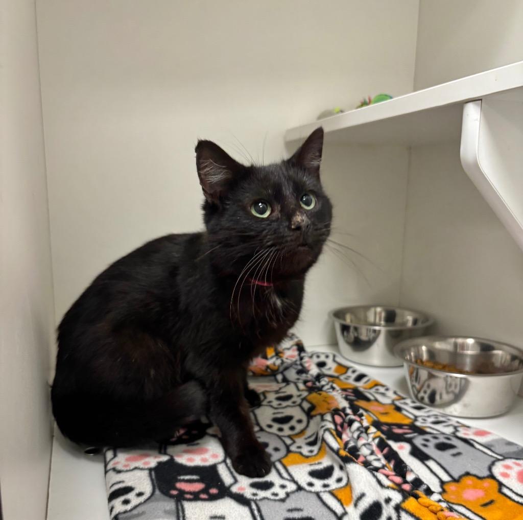 Starry, ADOPTABLE, Adult Female Domestic Short Hair.