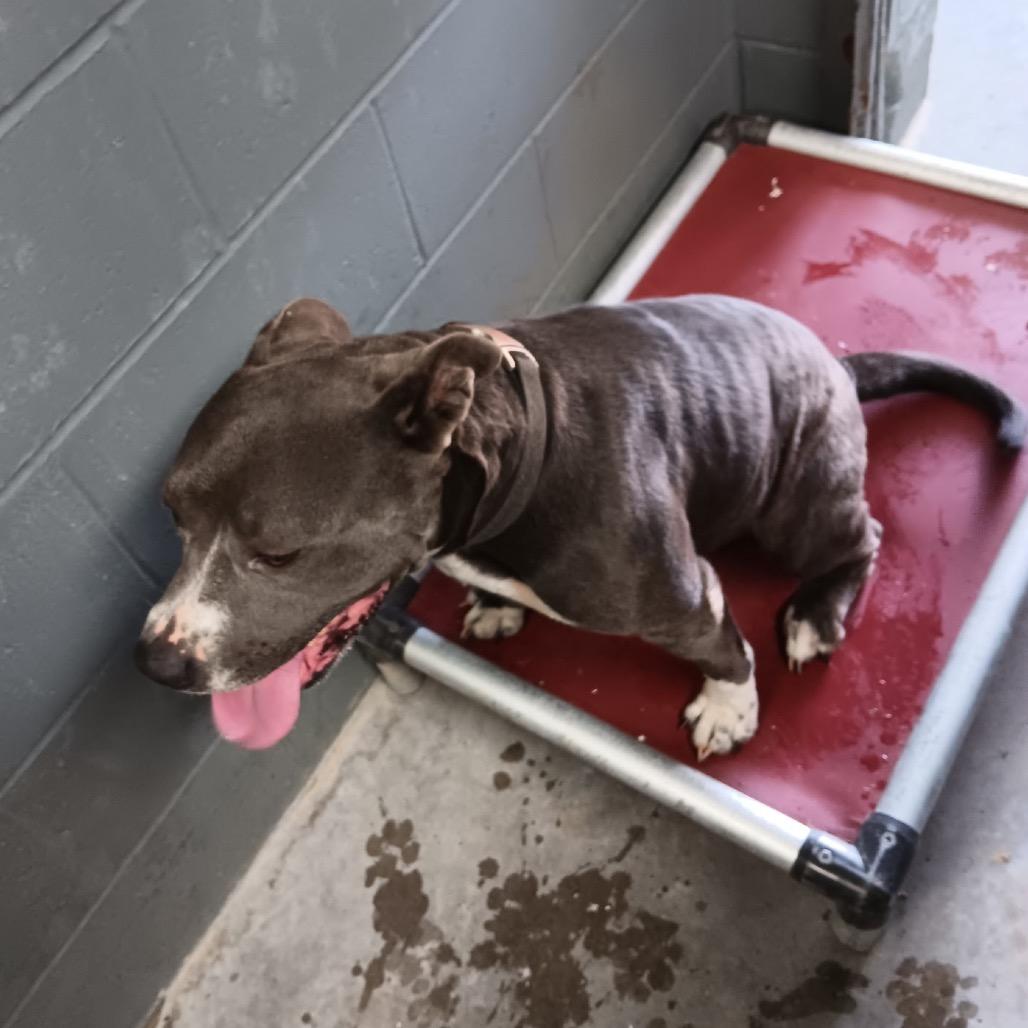 Misty, Adoptable, Adult Female American Bulldog.
