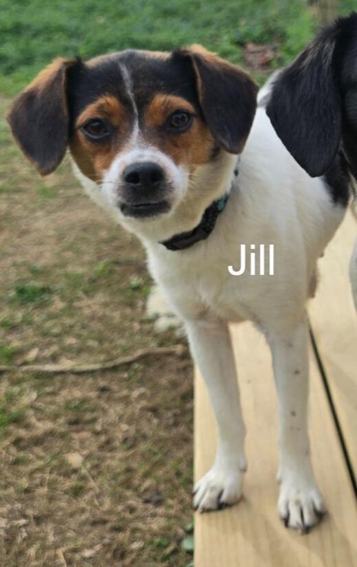 Jill, Adoptable, Young Female Beagle.