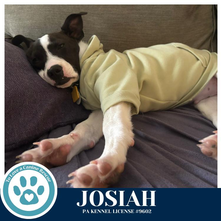 Enlarge Josiah (Junie's Pups) 122025, a Adoptable mixed breed in Kimberton, PA image 1/6