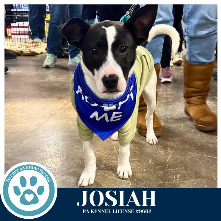 Enlarge Josiah (Junie's Pups) 122025, a Adoptable mixed breed in Kimberton, PA image 2/6