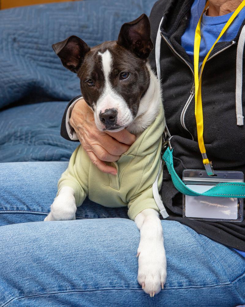 Josiah (Junie's Pups) 122025, Adoptable, Puppy Male Mixed Breed.