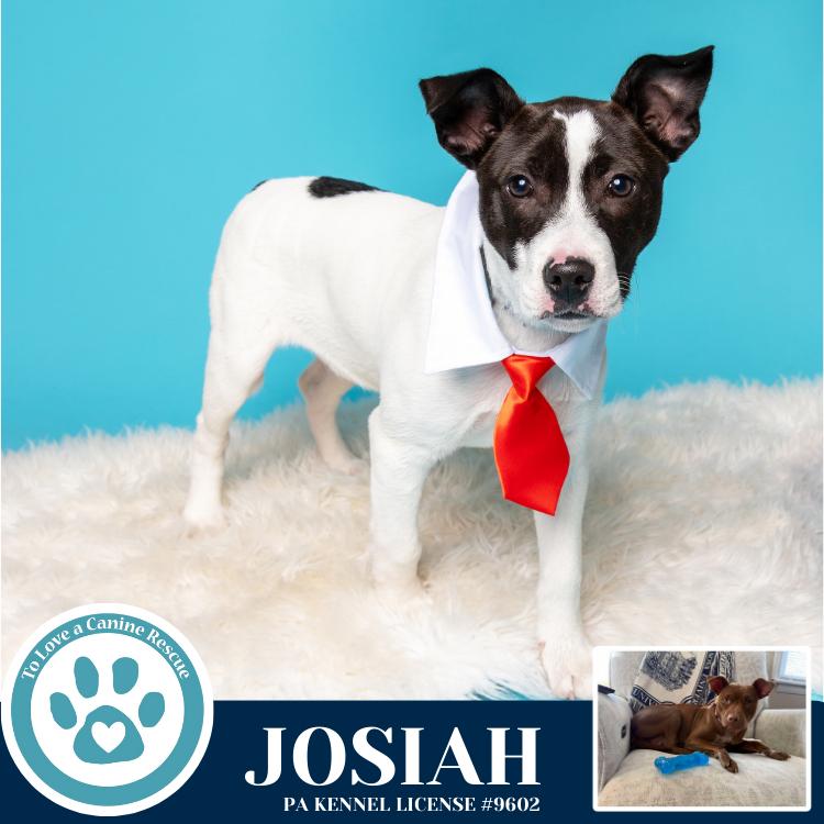 Josiah (Junie's Pups) 122025, Adoptable, Puppy Male Mixed Breed.