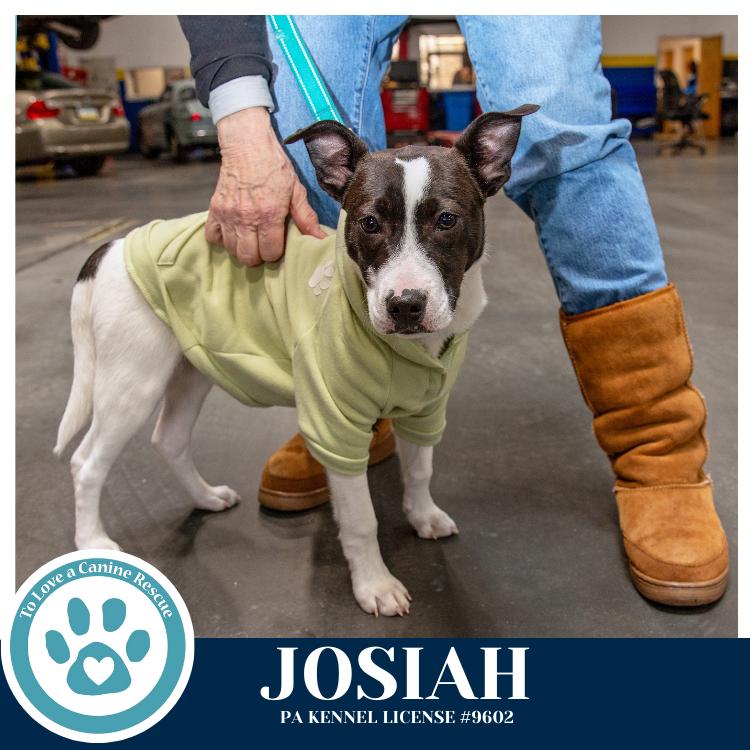 Enlarge Josiah (Junie's Pups) 122025, a Adoptable mixed breed in Kimberton, PA image 3/6