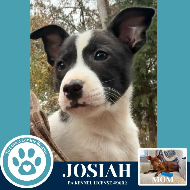 Enlarge Josiah (Junie's Pups) 122025, a Adoptable mixed breed in Kimberton, PA image 2/3
