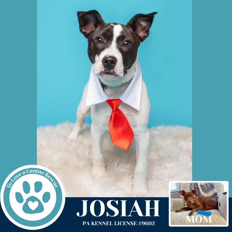 Enlarge Josiah (Junie's Pups) 122025, a Adoptable mixed breed in Kimberton, PA image 3/3