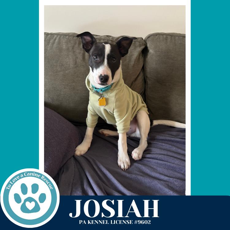 Enlarge Josiah (Junie's Pups) 122025, a Adoptable mixed breed in Kimberton, PA image 5/6