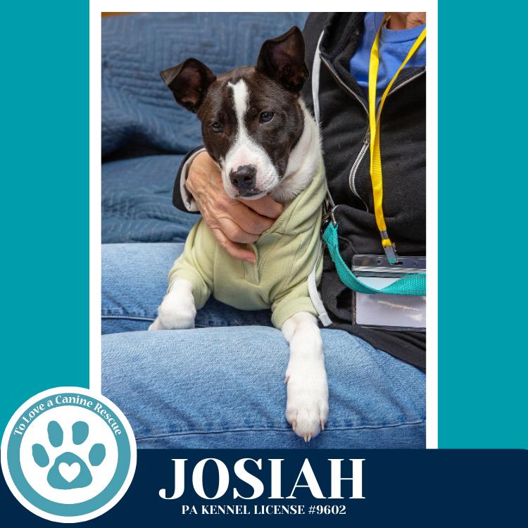 Enlarge Josiah (Junie's Pups) 122025, a Adoptable mixed breed in Kimberton, PA image 6/6