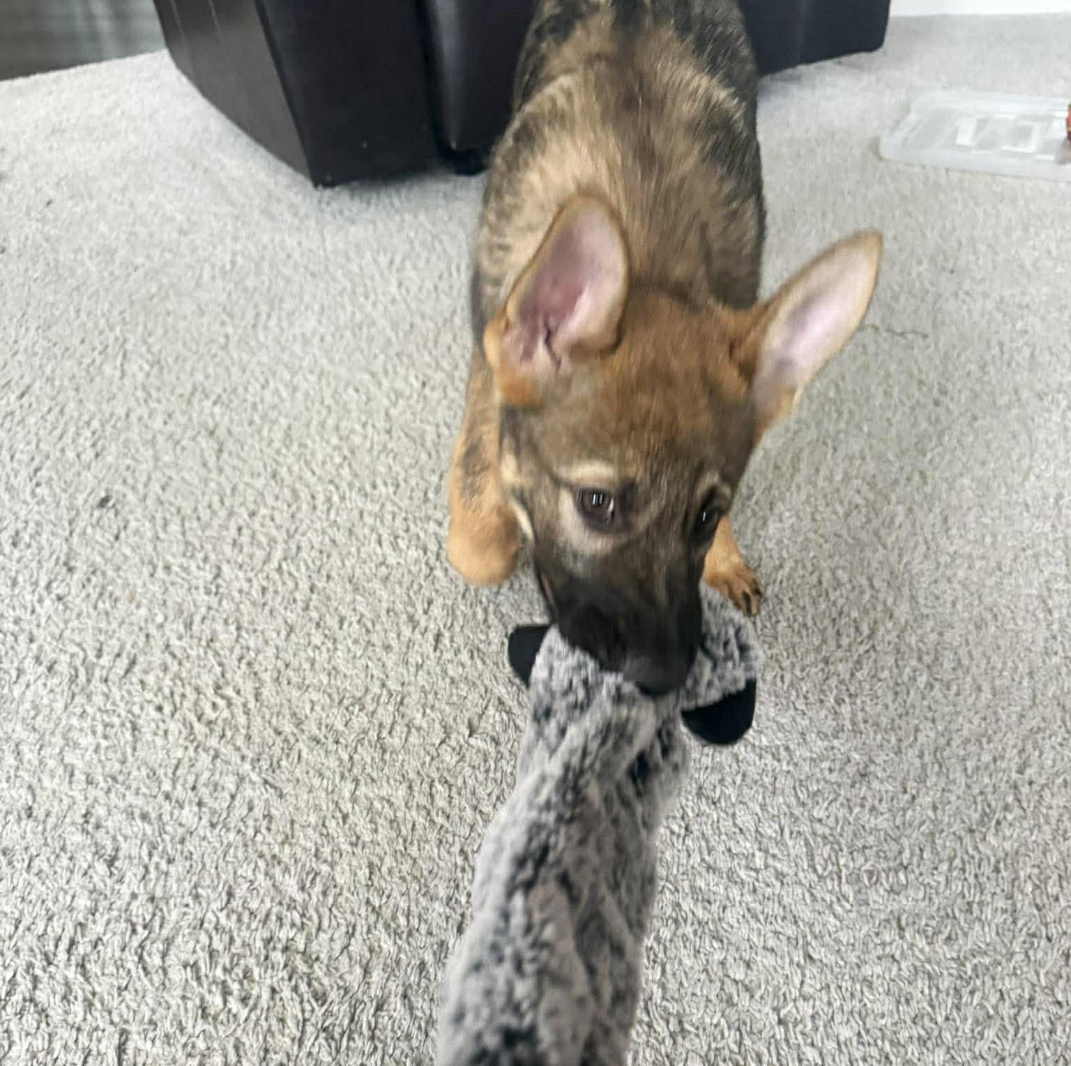Gretna. Nka Sage - Lincoln Litter, Adopted, Puppy Female German Shepherd Dog.