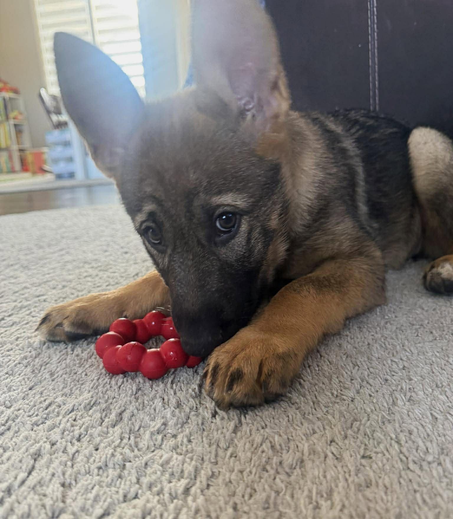 Enlarge Gretna. Nka Sage - Lincoln Litter, a Adopted German Shepherd Dog in Gretna, NE image 3/3