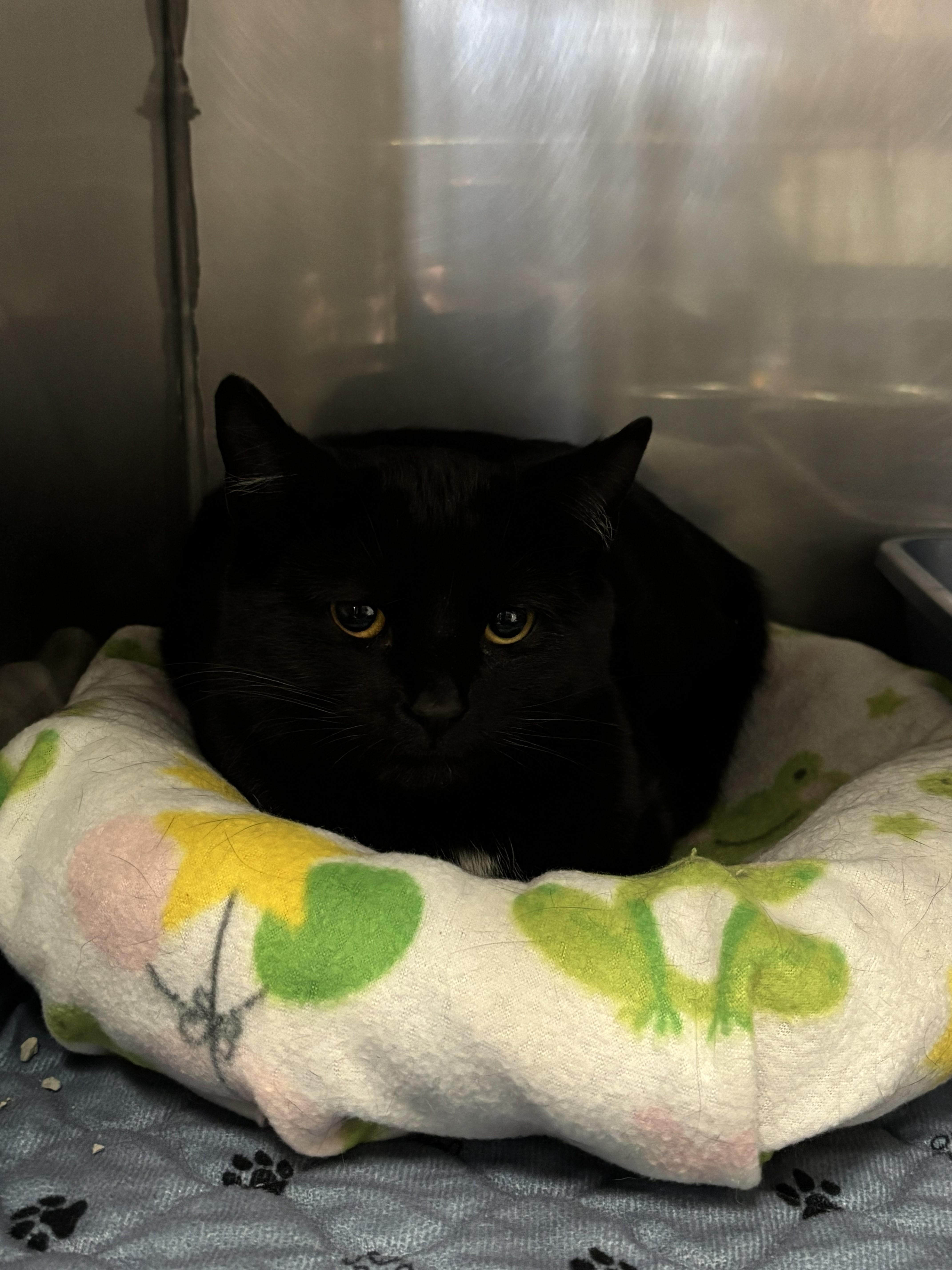 Nyan, ADOPTABLE, Young Female Domestic Short Hair.