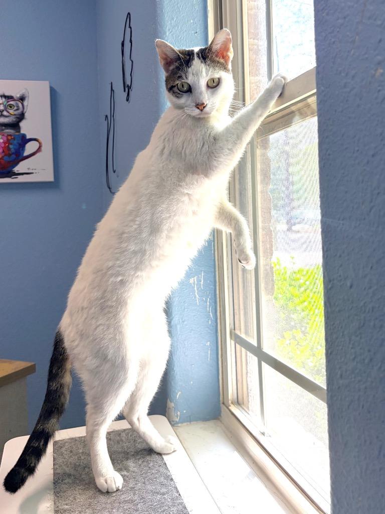 Enlarge Mandy, a Adoptable mixed breed in Magnolia, TX image 1/4