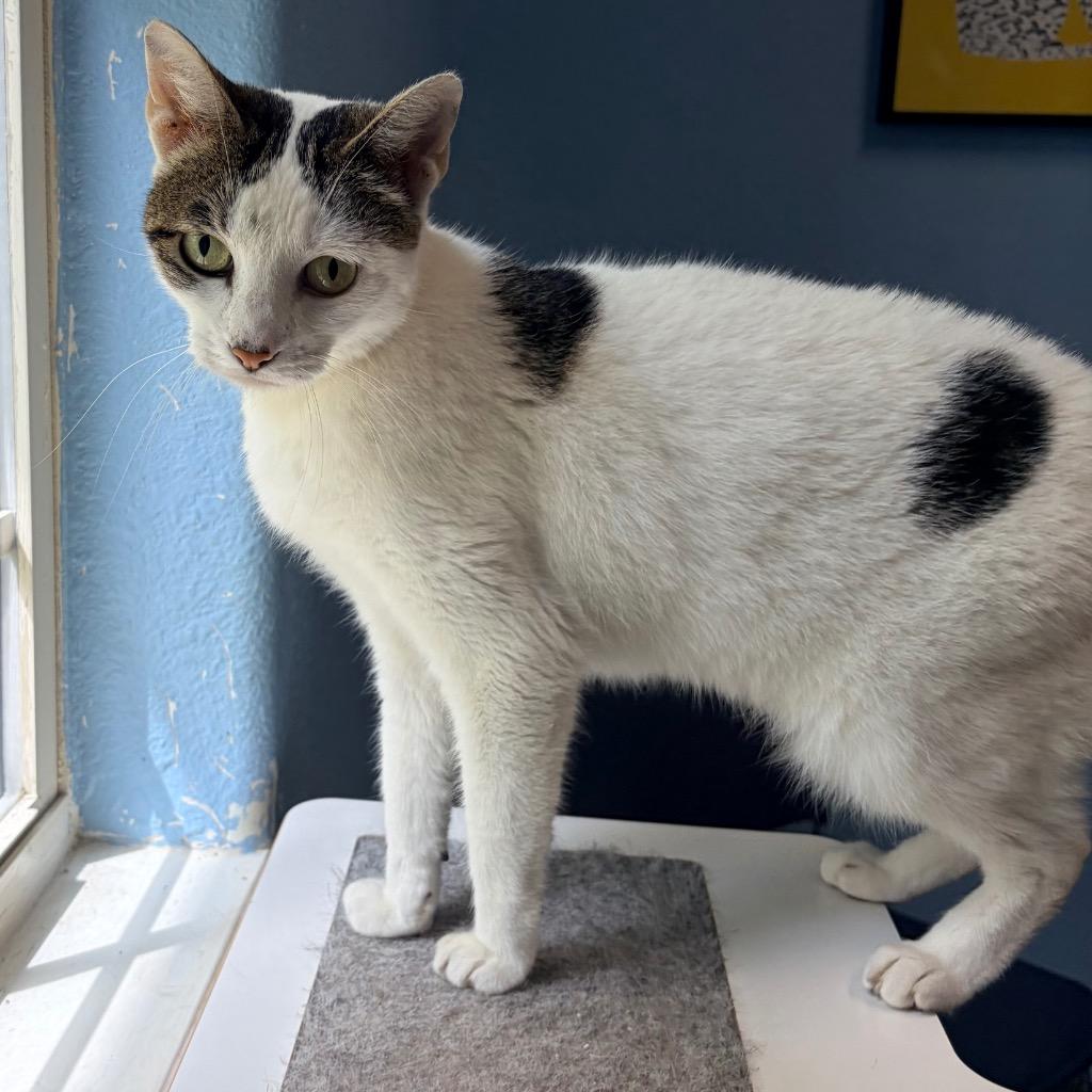 Enlarge Mandy, a Adoptable mixed breed in Magnolia, TX image 2/4