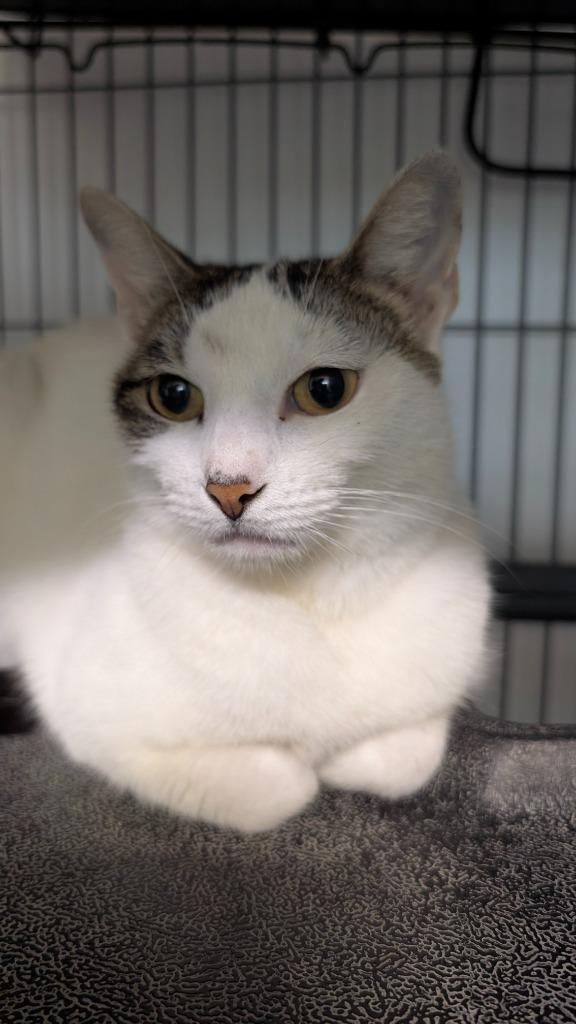 Enlarge Mandy, a Adoptable mixed breed in Magnolia, TX image 3/4