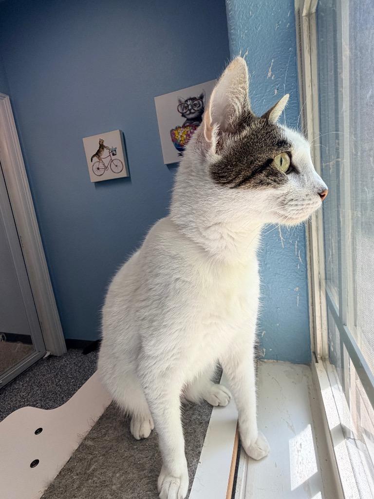 Enlarge Mandy, a Adoptable mixed breed in Magnolia, TX image 4/4