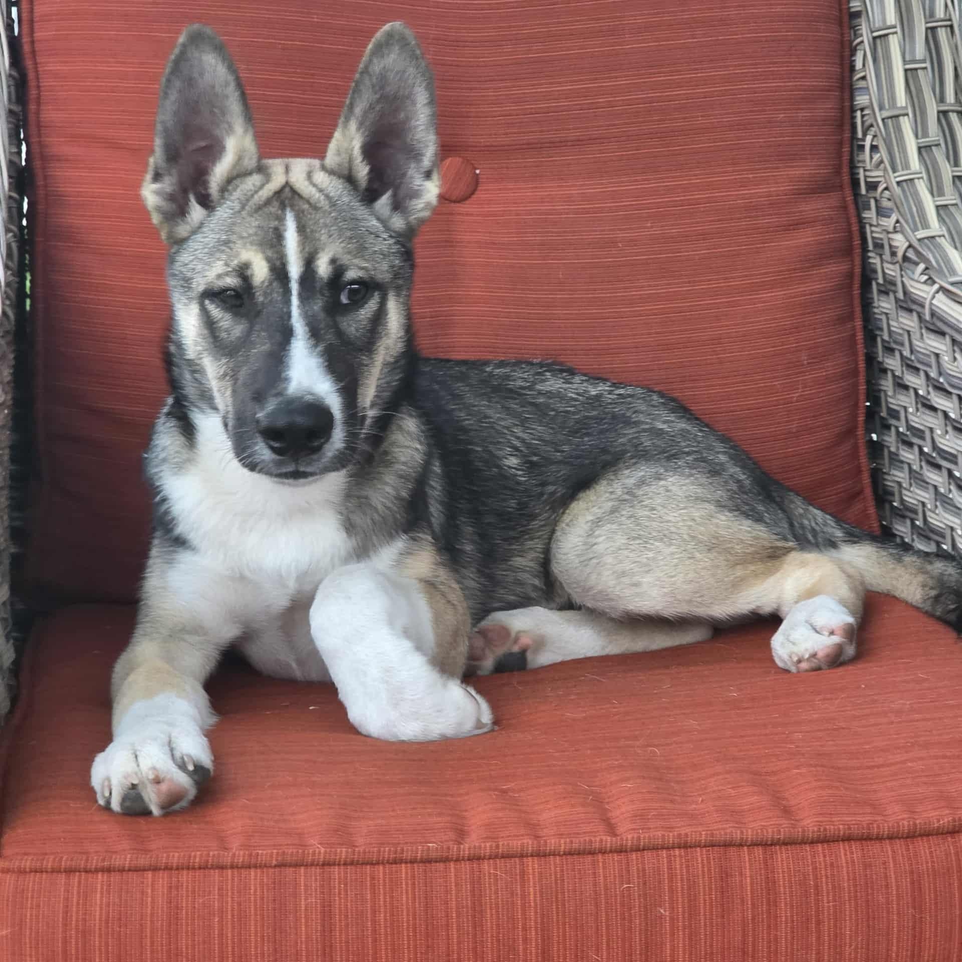 Gourdy, a Adoptable mixed breed in Winter Springs, FL image 1/3