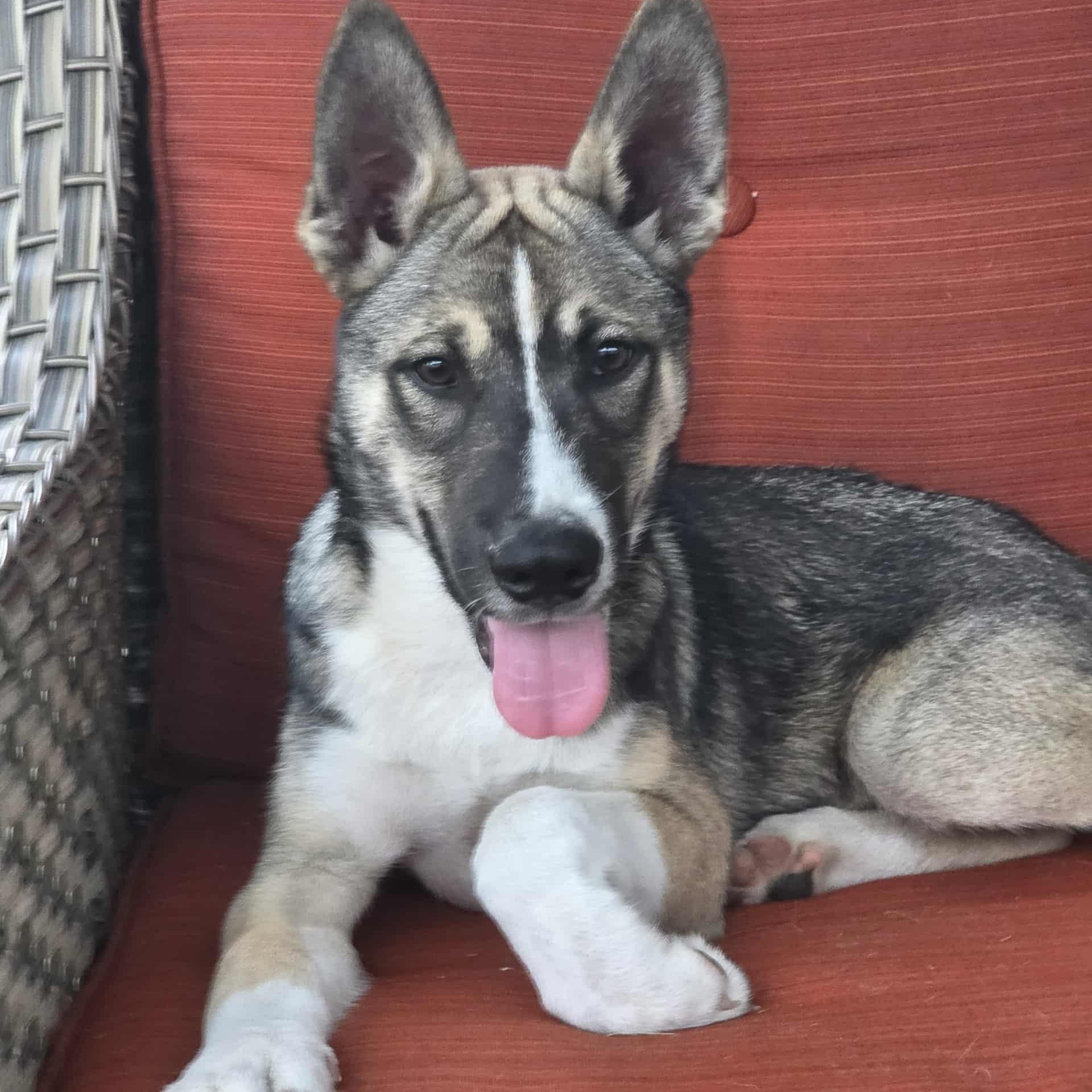 Gourdy, a Adoptable mixed breed in Winter Springs, FL image 2/3