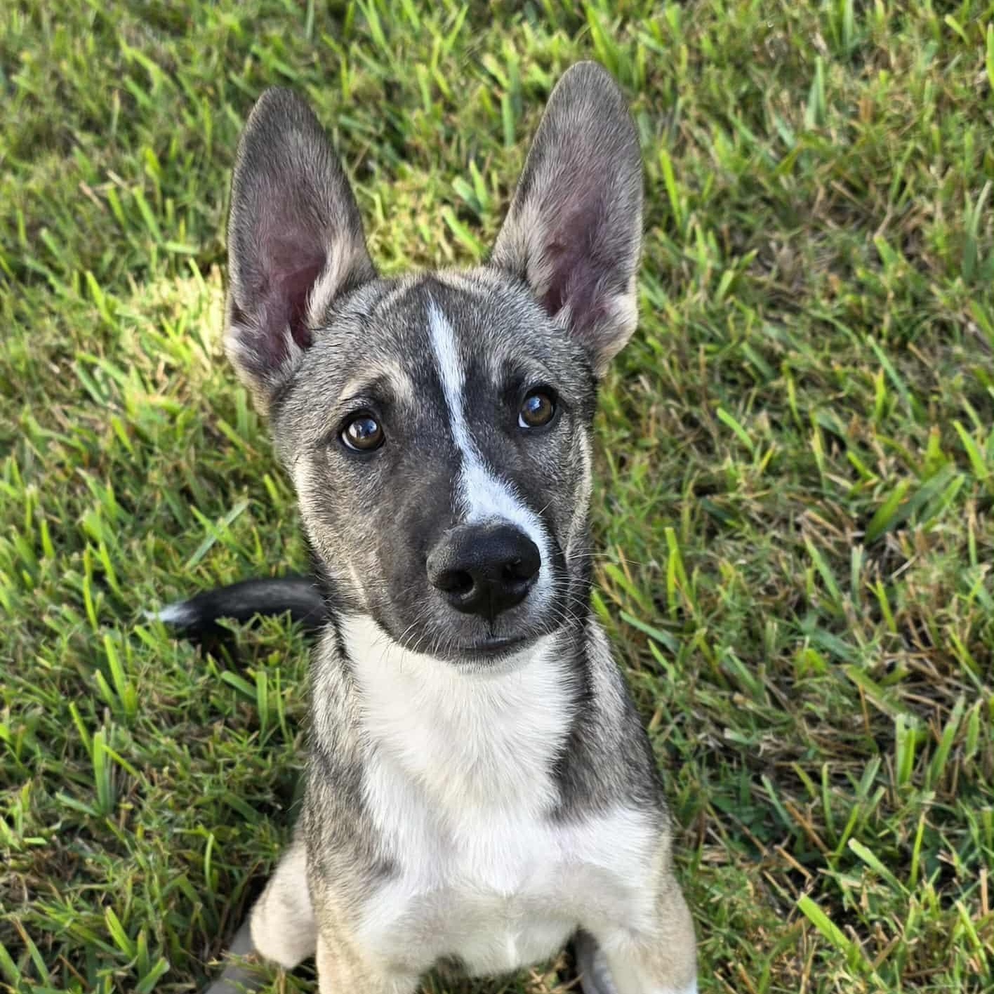 Gourdy, a Adoptable mixed breed in Winter Springs, FL image 3/3