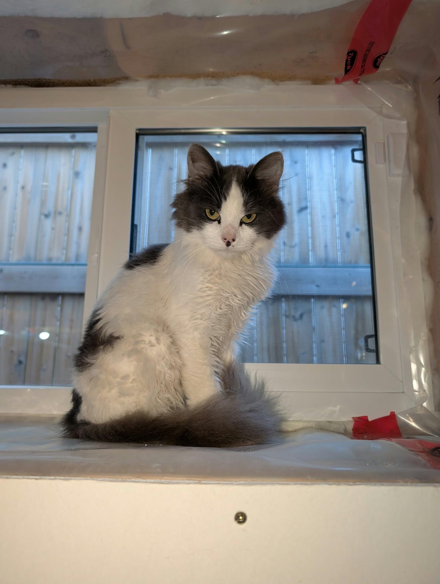 Enlarge Grayson, a Adoptable Domestic Long Hair in Edmonton, AB image 1/1