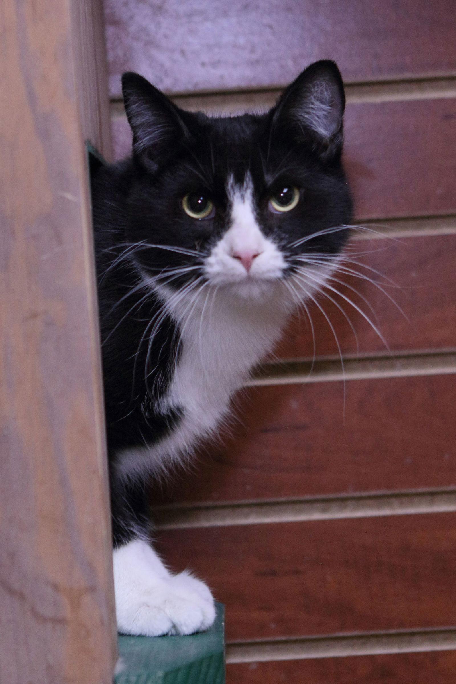 Enlarge Teddy, a Adoptable Domestic Short Hair in Austin, MN image 1/3