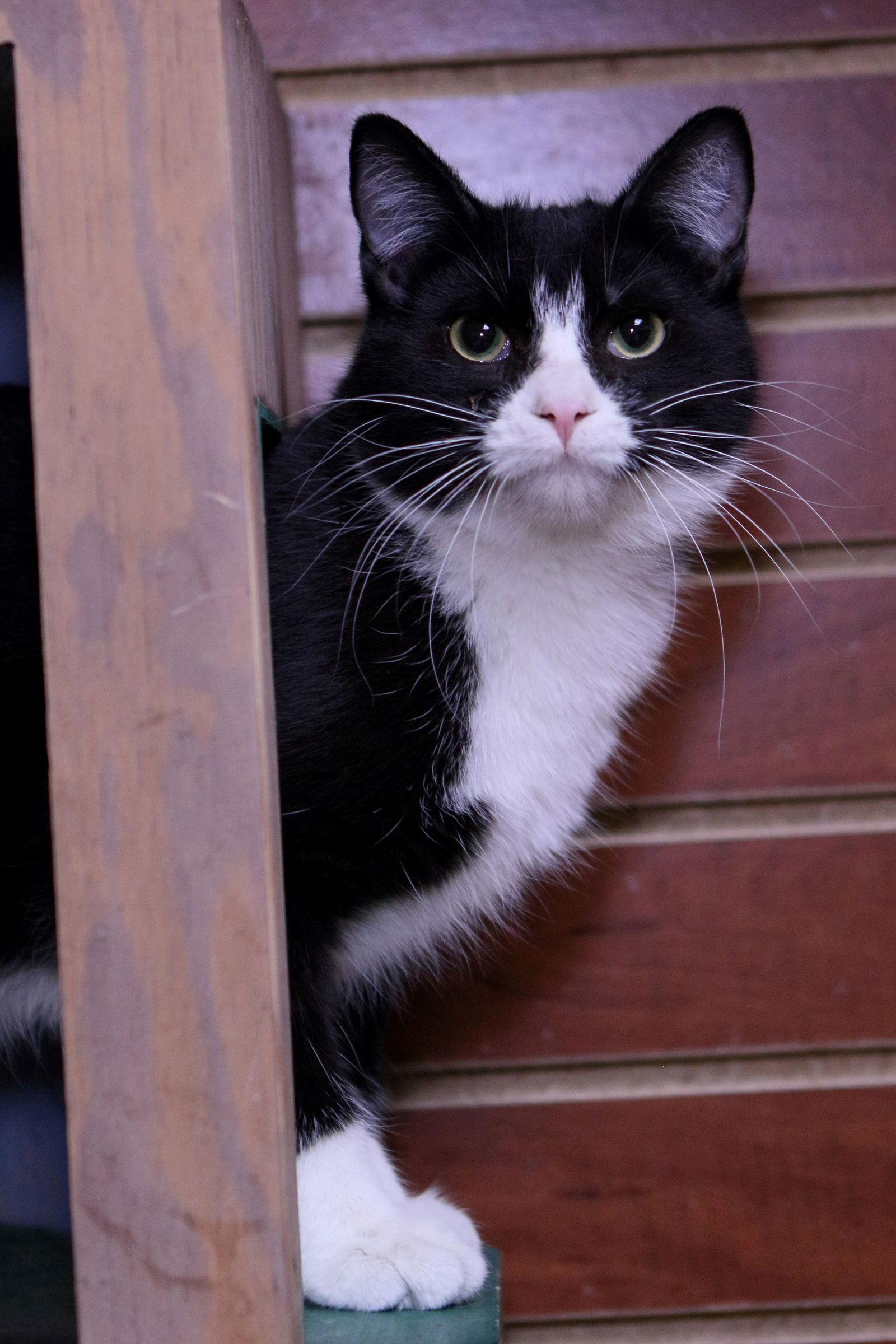 Enlarge Teddy, a Adoptable Domestic Short Hair in Austin, MN image 2/3