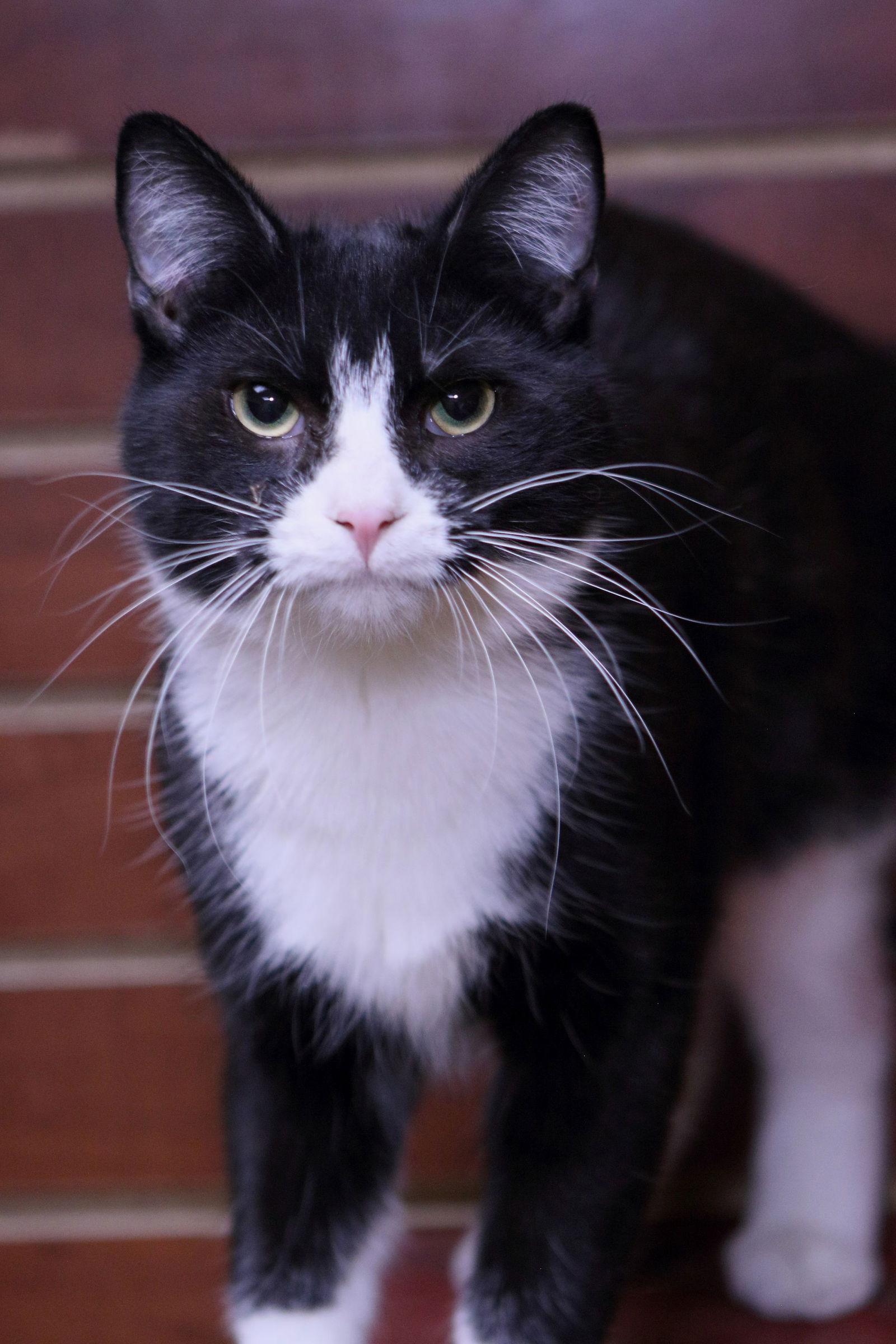 Enlarge Teddy, a Adoptable Domestic Short Hair in Austin, MN image 3/3
