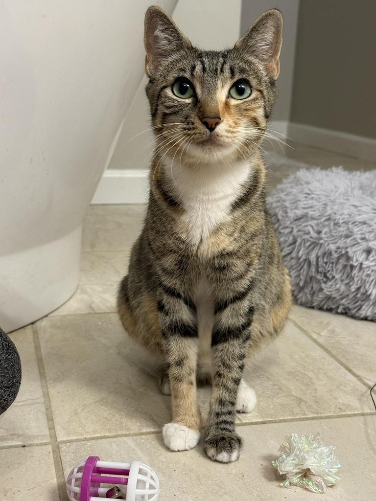 Sunday, Adoptable, Young Female Domestic Short Hair.