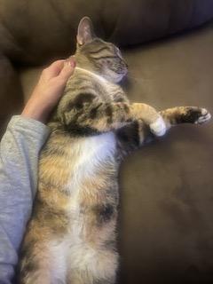 Sunday, Adoptable, Young Female Domestic Short Hair.