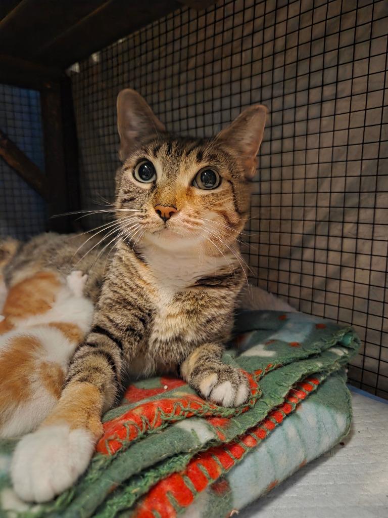 Enlarge Sunday, a Adoptable mixed breed in Parkville, MD image 2/2