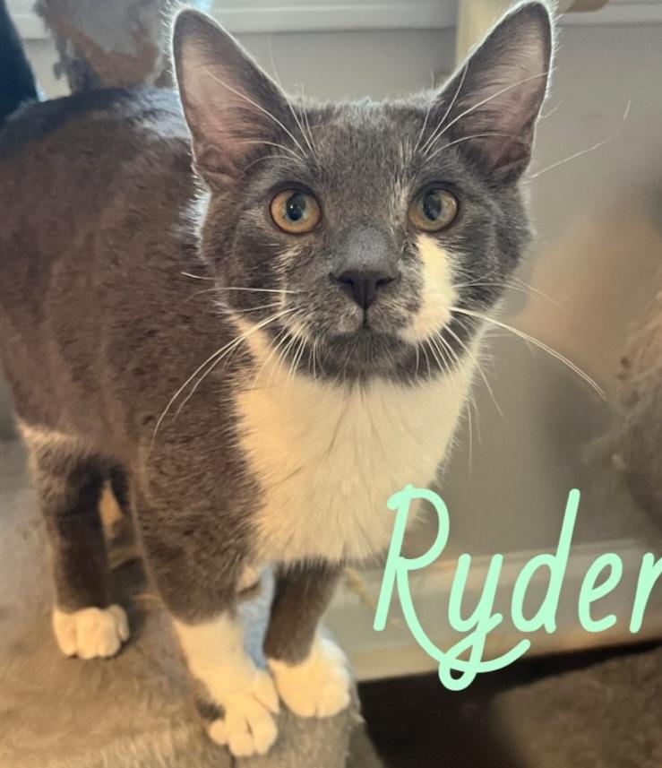 Enlarge Ryder, a Adoptable American Shorthair in Auburn, GA image 1/1