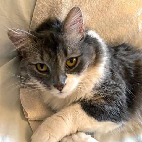 Radio Flyer, Adoptable, Adult Female Domestic Medium Hair.