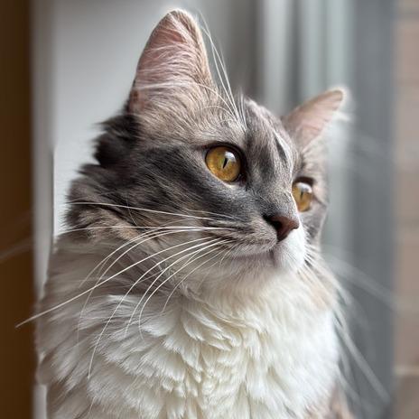 Enlarge Radio Flyer, a Adoptable Domestic Medium Hair in Chicago, IL image 2/4