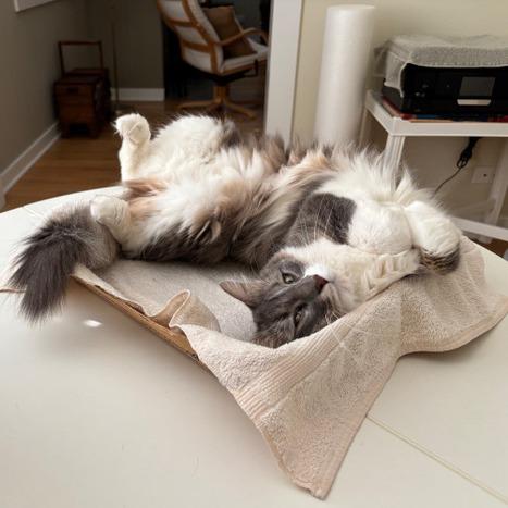 Enlarge Radio Flyer, a Adoptable Domestic Medium Hair in Chicago, IL image 3/4