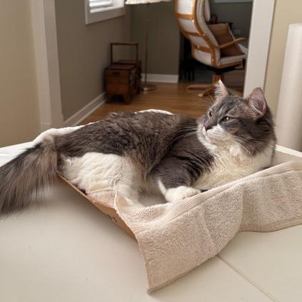 Enlarge Radio Flyer, a Adoptable Domestic Medium Hair in Chicago, IL image 4/4