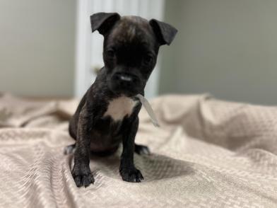 Paco — thumbnail 3