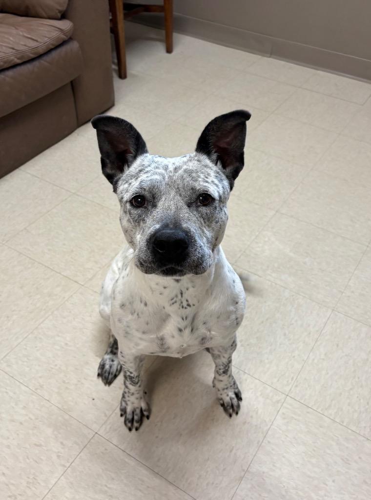 Enlarge Georgia, a Adoptable mixed breed in Fayetteville, TN image 2/4