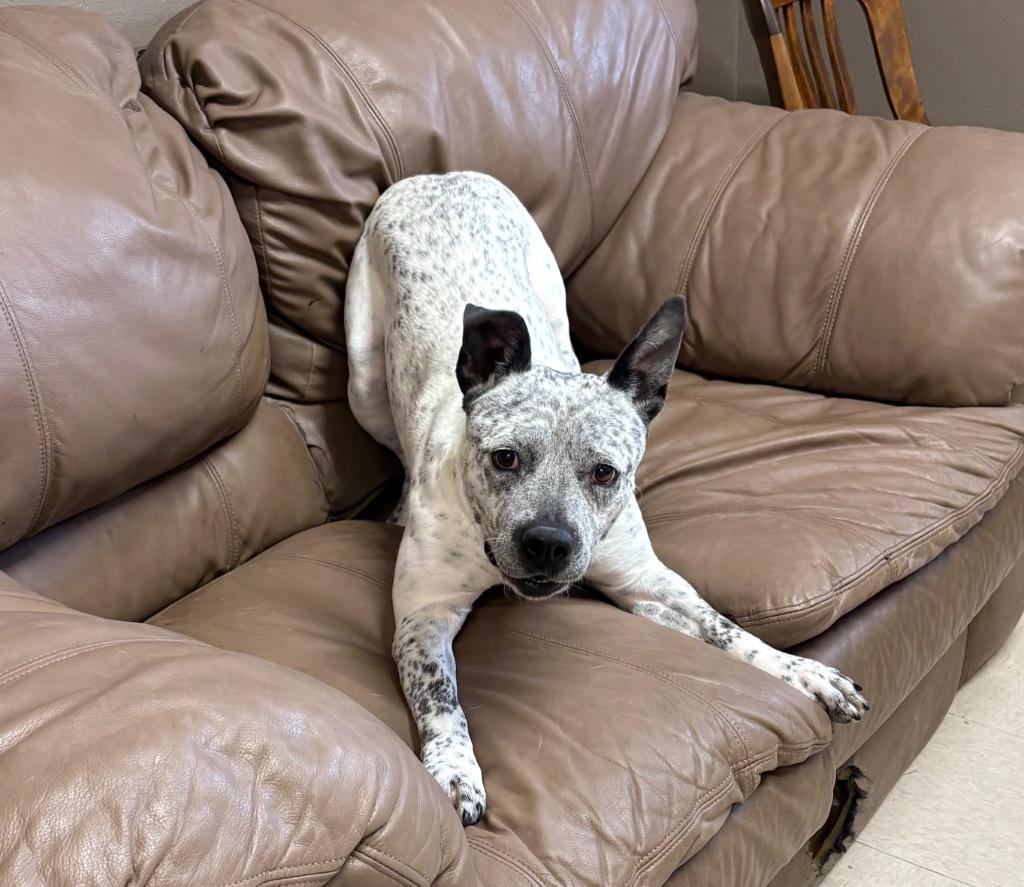 Enlarge Georgia, a Adoptable mixed breed in Fayetteville, TN image 3/4