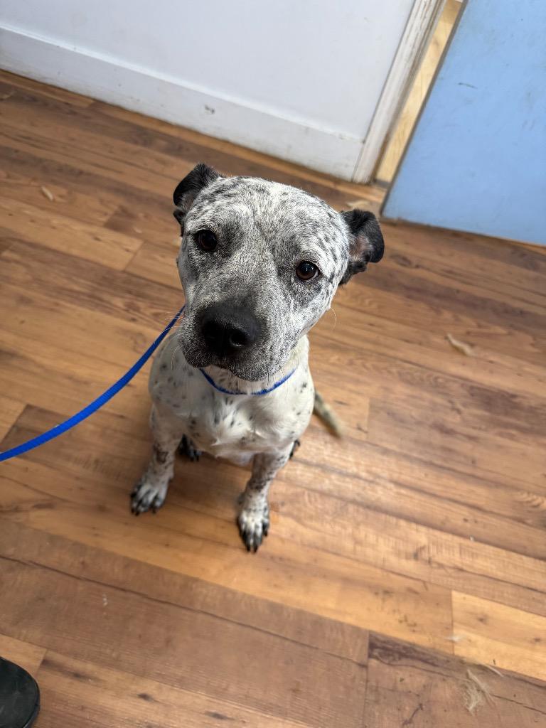 Enlarge Georgia, a Adoptable mixed breed in Fayetteville, TN image 4/4