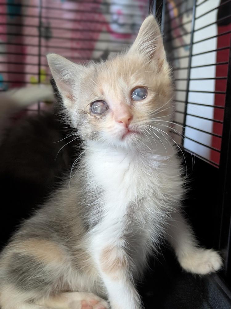 Enlarge Shelly, a Adoptable Domestic Short Hair in Clinton Township, MI image 1/4