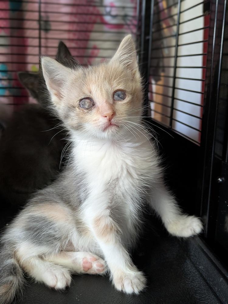 Enlarge Shelly, a Adoptable Domestic Short Hair in Clinton Township, MI image 2/4