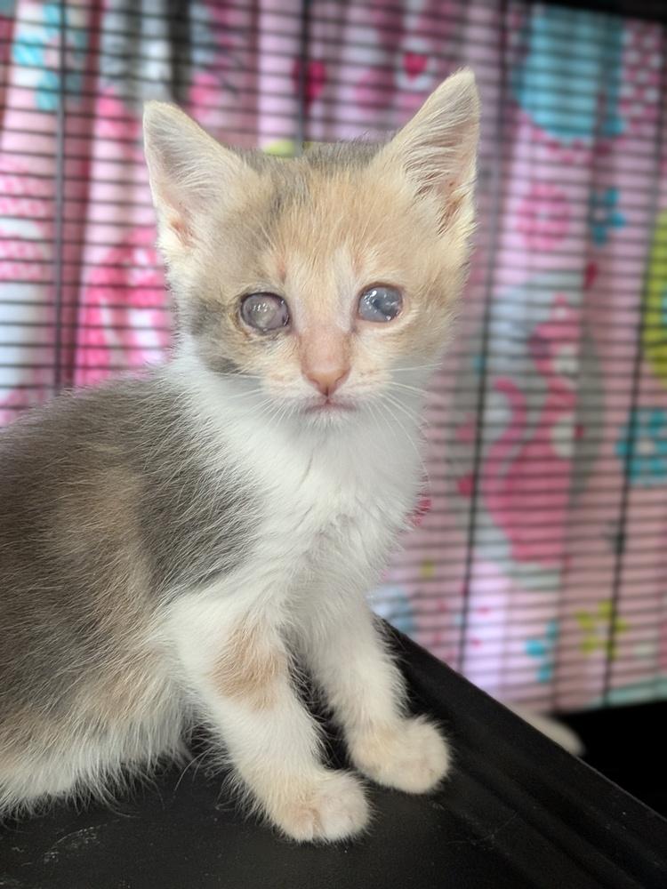 Enlarge Shelly, a Adoptable Domestic Short Hair in Clinton Township, MI image 3/4