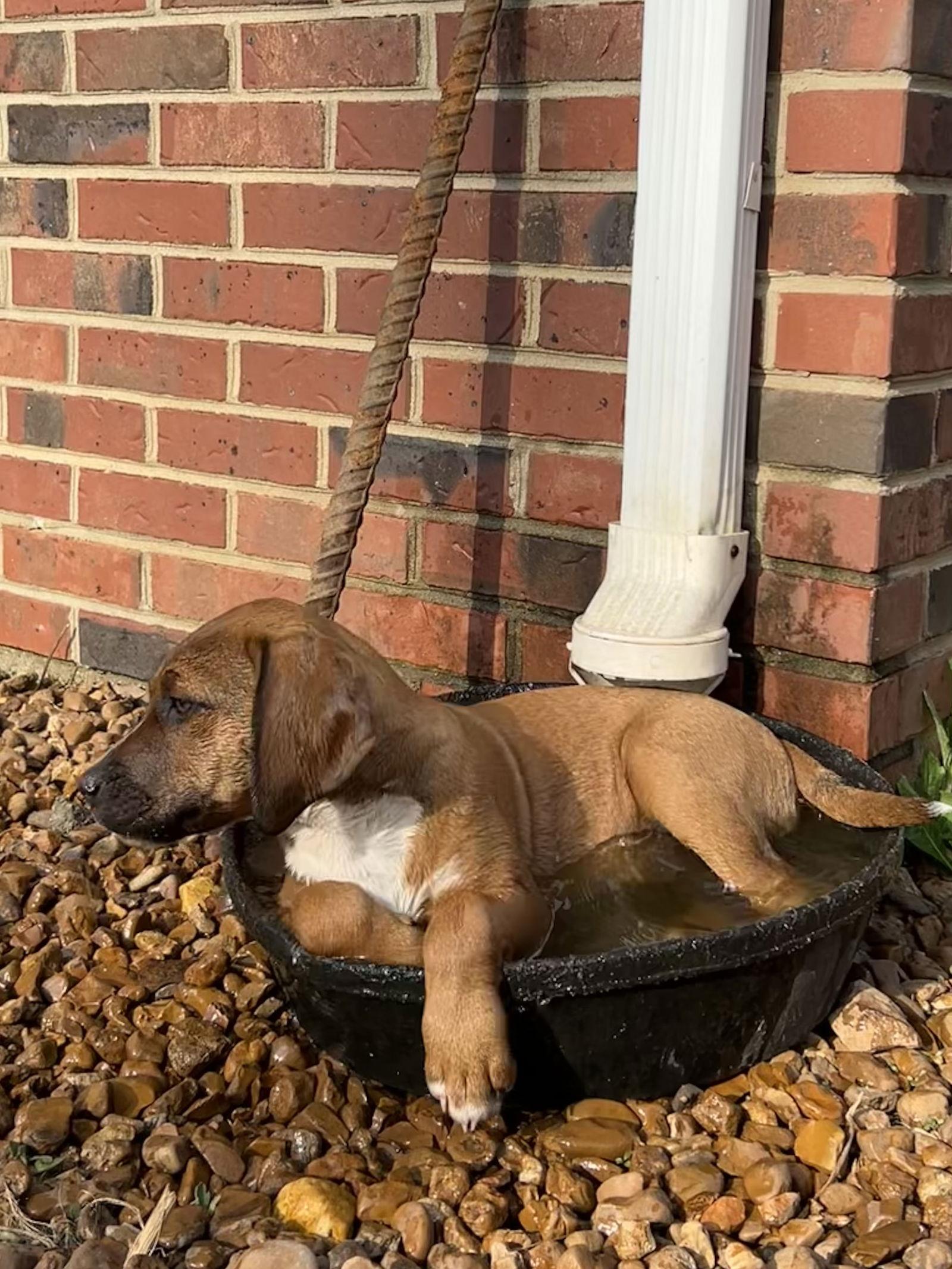 Enlarge Juliet, a Adoptable Pit Bull Terrier in Nashville, TN image 1/3
