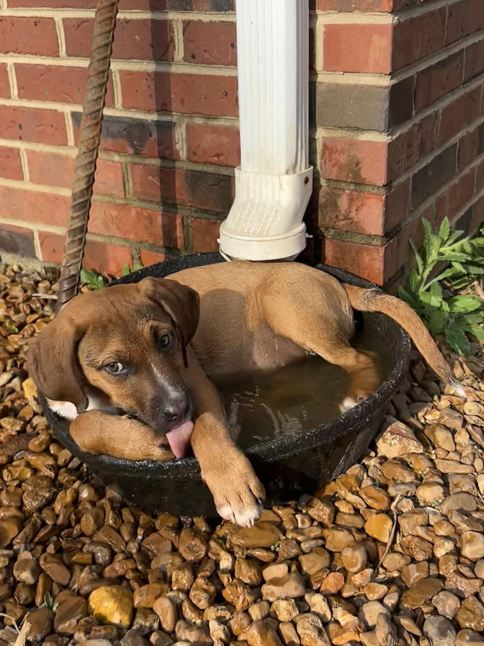 Enlarge Juliet, a Adoptable Pit Bull Terrier in Nashville, TN image 3/3