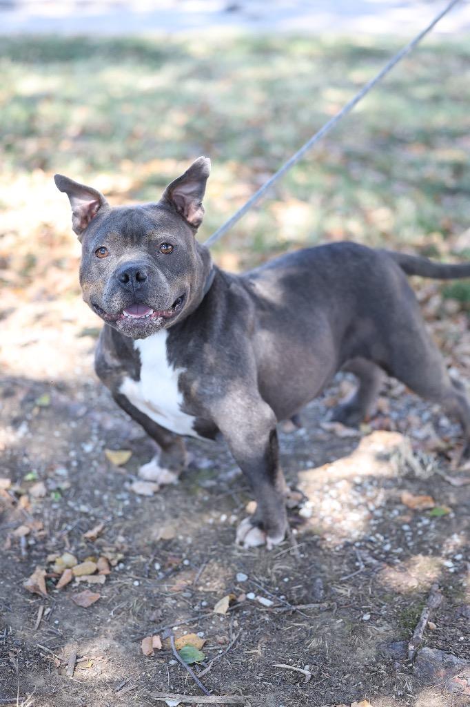 Enlarge Tulip, a Adoptable mixed breed in Dyersburg, TN image 1/5