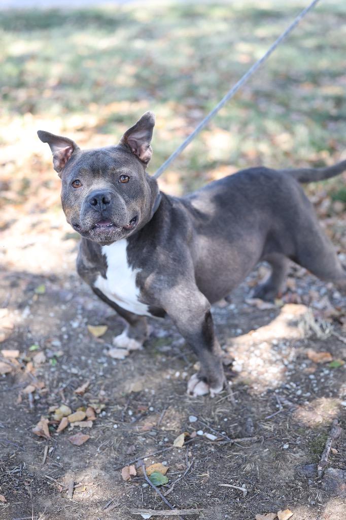 Enlarge Tulip, a Adoptable mixed breed in Dyersburg, TN image 2/5