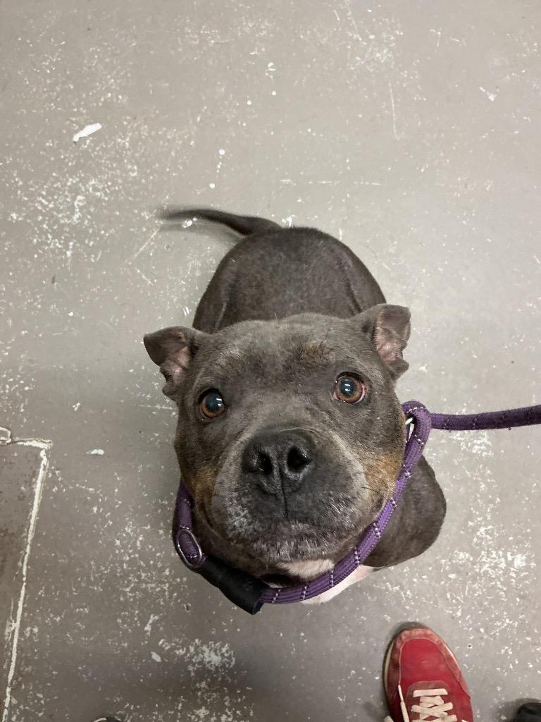 Tulip, Adoptable, Adult Female Pit Bull Terrier & Mixed Breed.