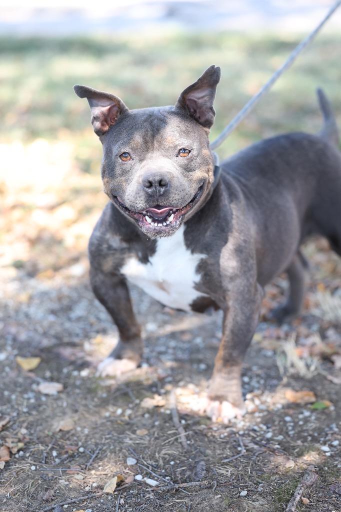 Enlarge Tulip, a Adoptable mixed breed in Dyersburg, TN image 5/5