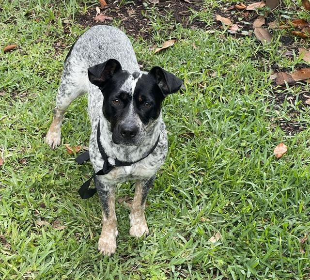 Josie, Adoptable, Adult Female Australian Cattle Dog / Blue Heeler.