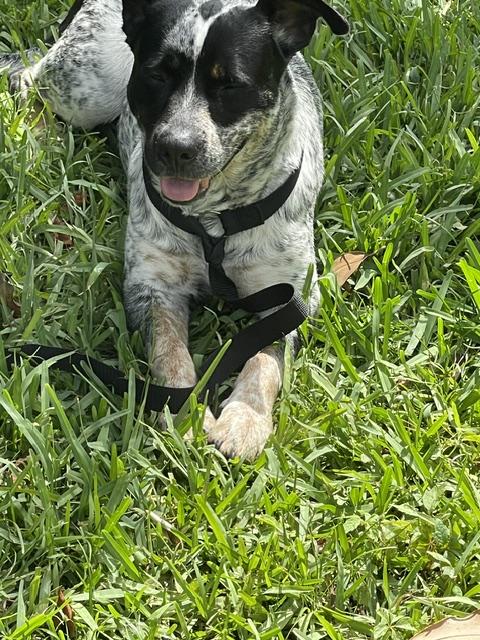 Josie, Adoptable, Adult Female Australian Cattle Dog / Blue Heeler.